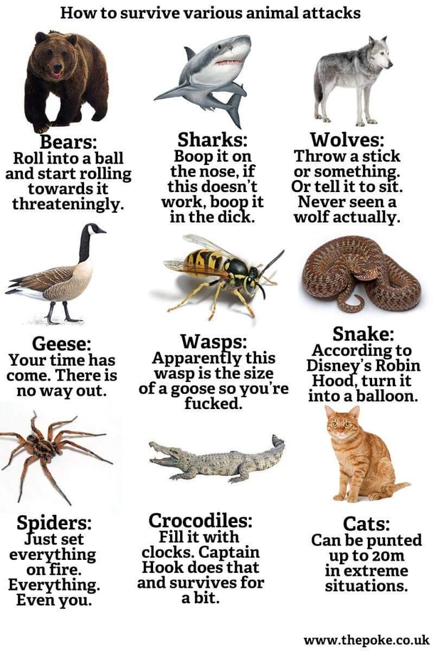 Accurate survival guide