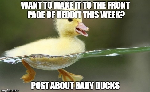 Actual Advice Mallard
