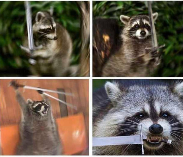 Actual footage of Rocket Raccoon after a few beers