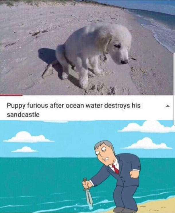 Adam we save this dog