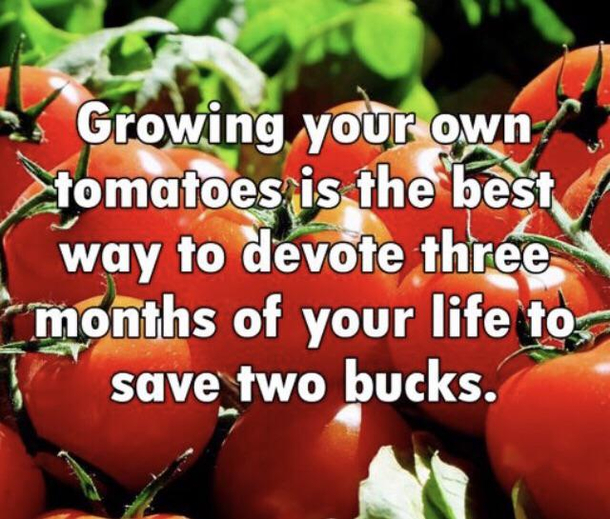 Add A Few Bucks For Tomato Loving Squirrels Meme Guy,Asbestos Testing Kit Bunnings