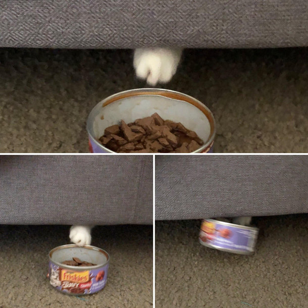 Adopted a shelter cat Hes uh still adjusting
