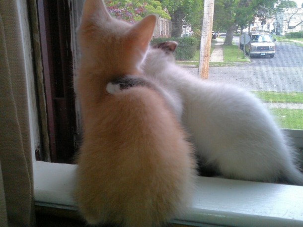 Adopted brothersister stray kittens named them Luke and Leia I should have known