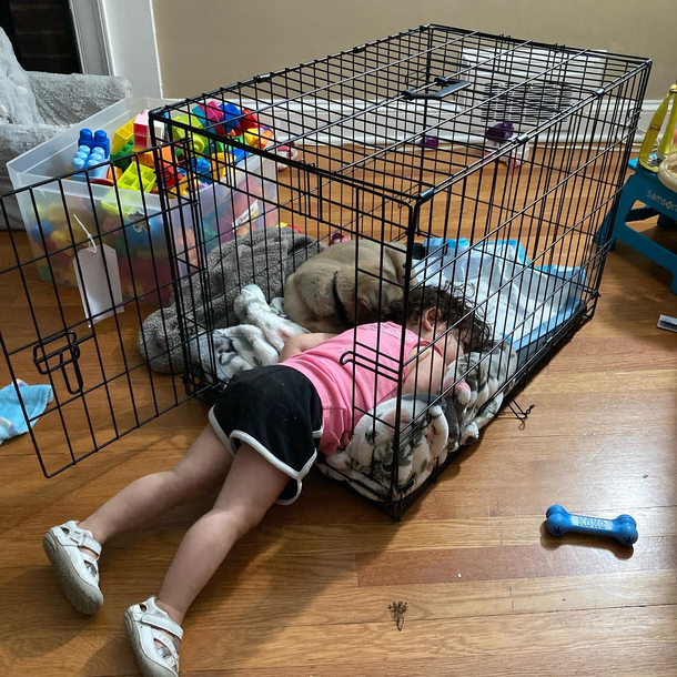 Adopted our first ever family puppy - walk out of the kitchen to find this I think we found the perfect pupper 