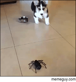 Adorable puppy scared by fake nope