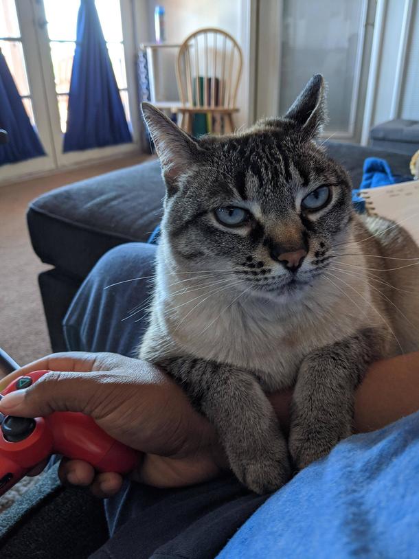 After a good pet she decided the hand was hers Who am I to argue