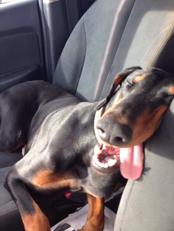 After a long day at the park I think hes tired