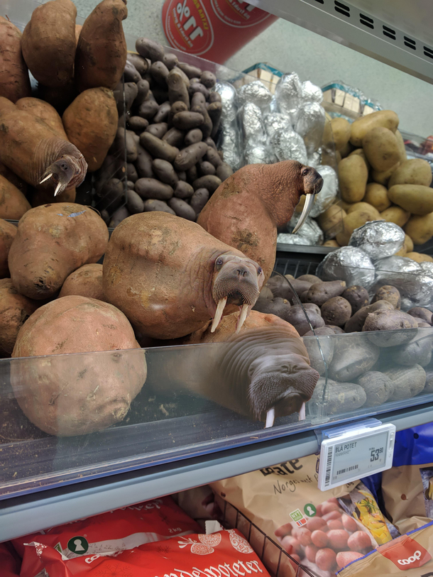 After every new years my local store is infested with walrus potatoes Im getting used to the taste