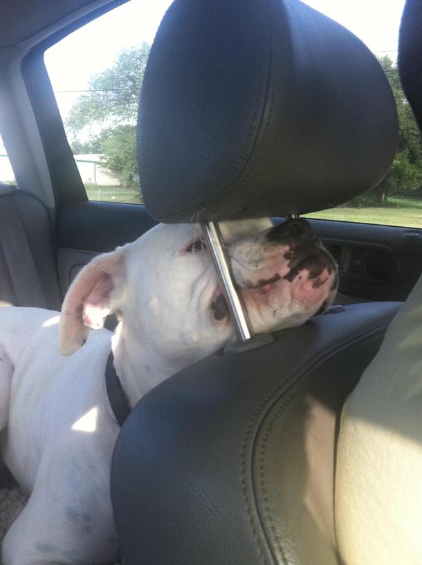 After  hours in the car my dog started doing this