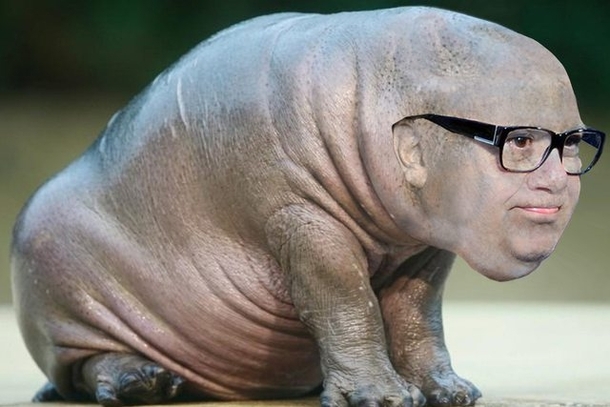 After  minutes in Photoshop I give you the genetic product of Danny DeVito and a baby hippo x-post rPics