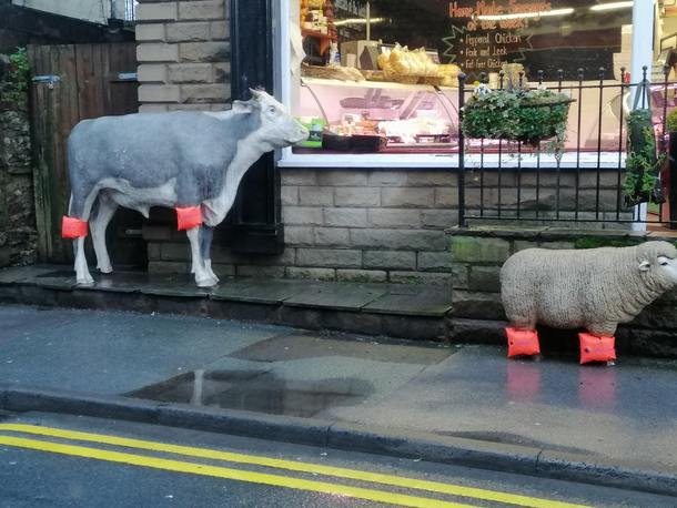 After recent flooding in our village our local butcher did this to the model animals outside his store
