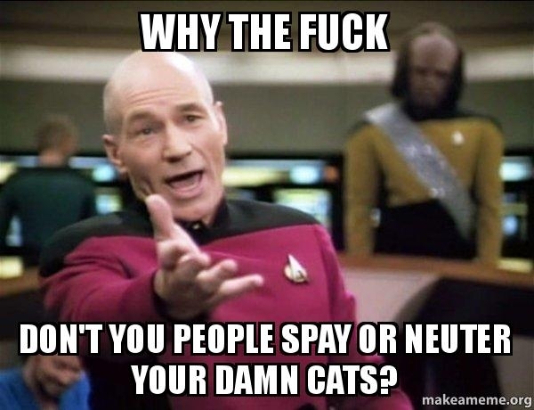 After seeing all these my cat just had kittens posts Am I the only one who thinks its less aww and more irresponsible