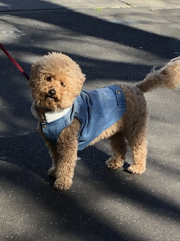 After seeing the Richard Gere post I present Dog Ross 