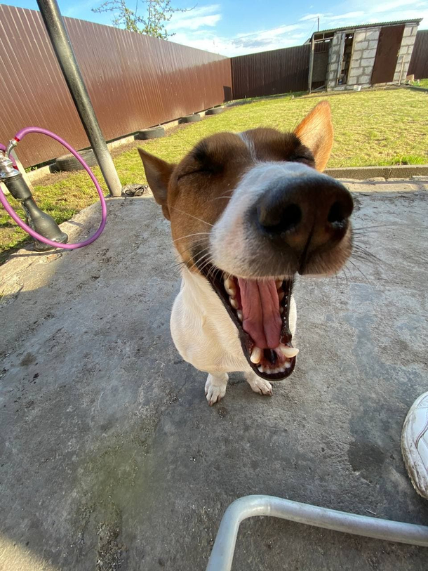 Again you pulled me out for a walk I want to go home