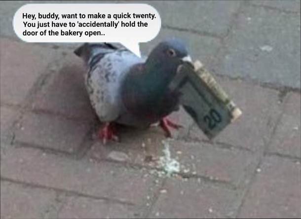 Aggressive pigeon