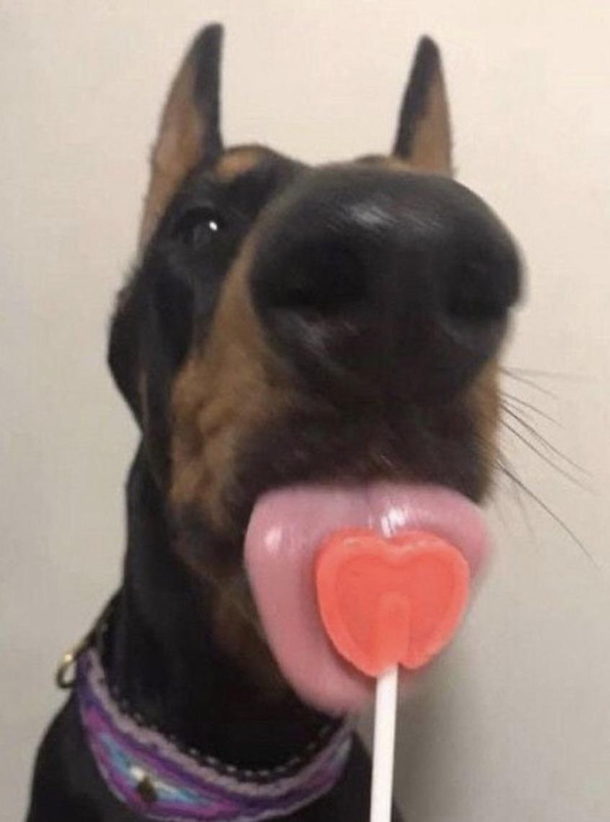 Ah yes dog