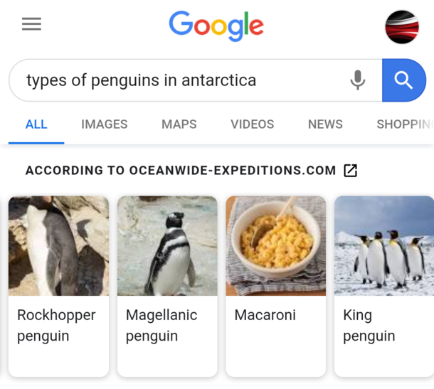 Ah yes the Macaroni Penguin