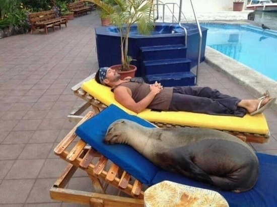 Ahh perfect this sunbed gets my seal of approval