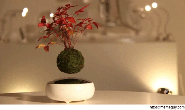 Air bonsai magnetic levitating trees