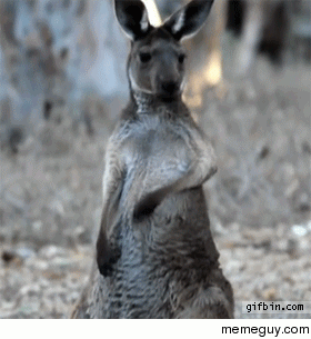 Air guitar kangaroo