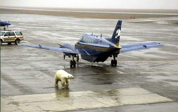 Alaska The place where you cant get off the plane because there is a polar bear between you and the terminal