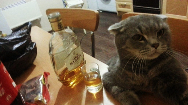 Alcoholic cat