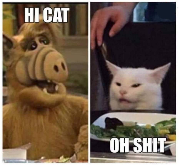 Alf loves cats