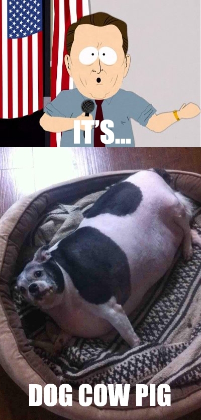 Algores opinion on your co-workers dog