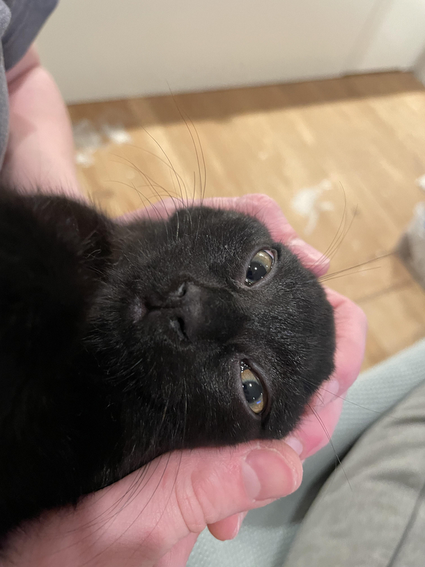 Alien puss 