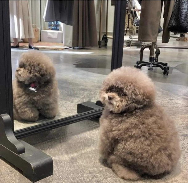 All about the fluff 