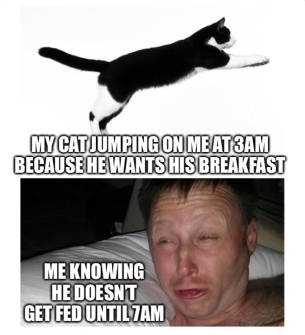 All cat owners have been there