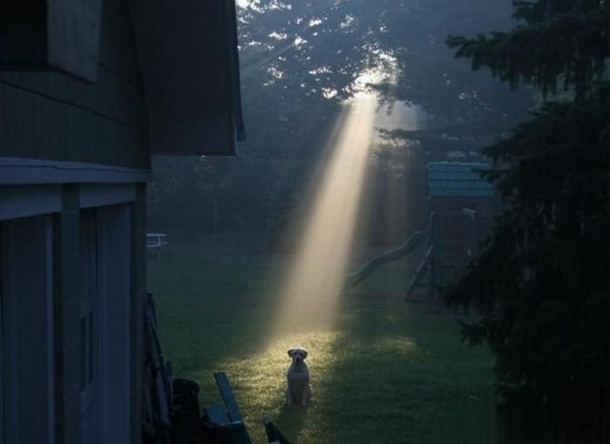 All dogs go to heaven Clearly they come from there too