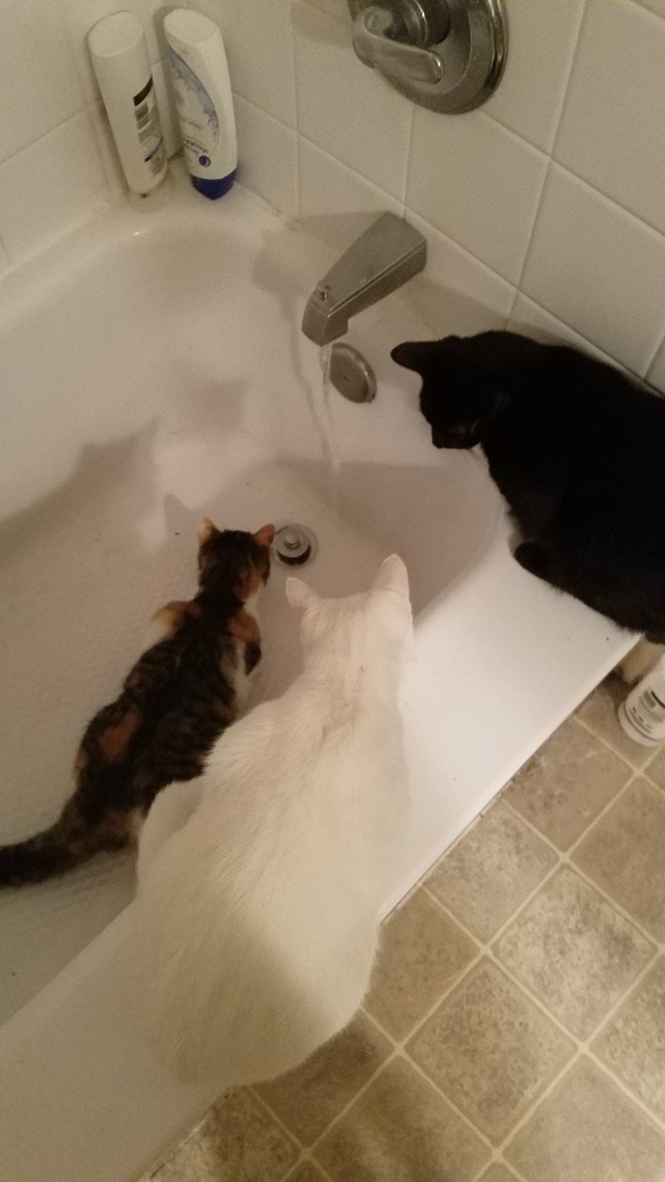 All I wanted to do was run a bath