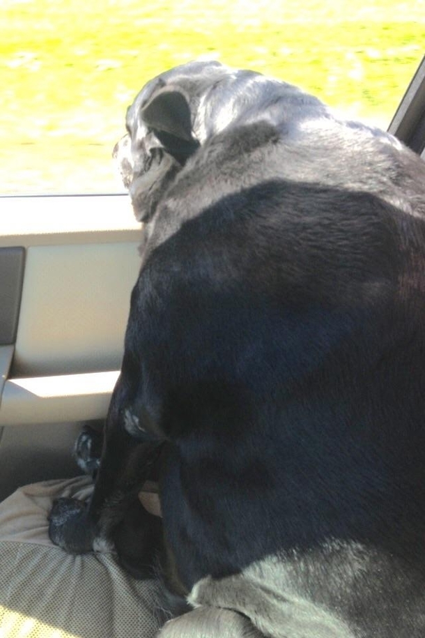 all i wanted was a cute majestic pic of my doggo gazing out the window but the camera angle decided to add approximately  lbs to her