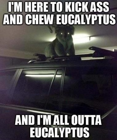All out of Eucalyptus