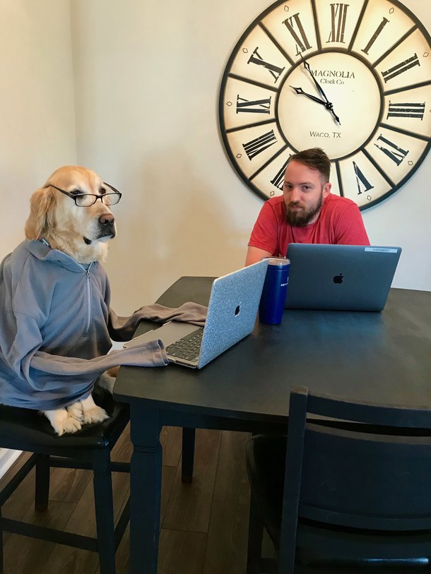All paws business meeting
