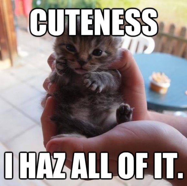 All the cuteness