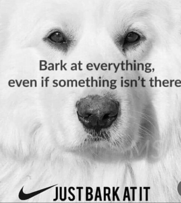 All the dog lovers should relate