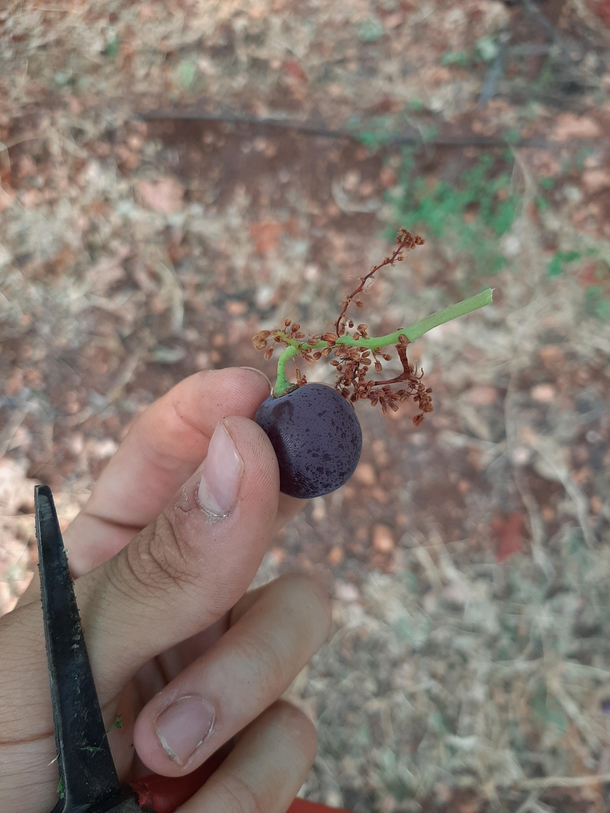 All the grapes in this bunch died but only the chosen one survived