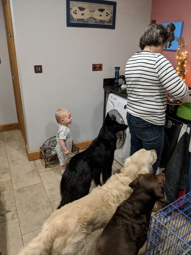 All the puppers waiting patiently for dinner