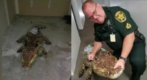 Alligator reported on call turns out to be a floatie
