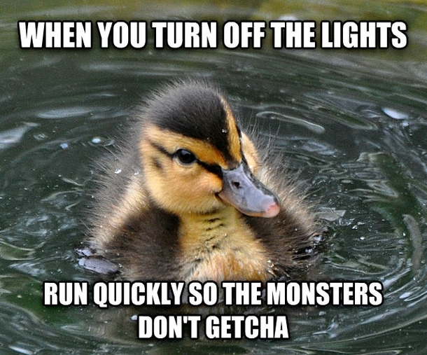 almost advice mallard is quickly becoming my favorite meme
