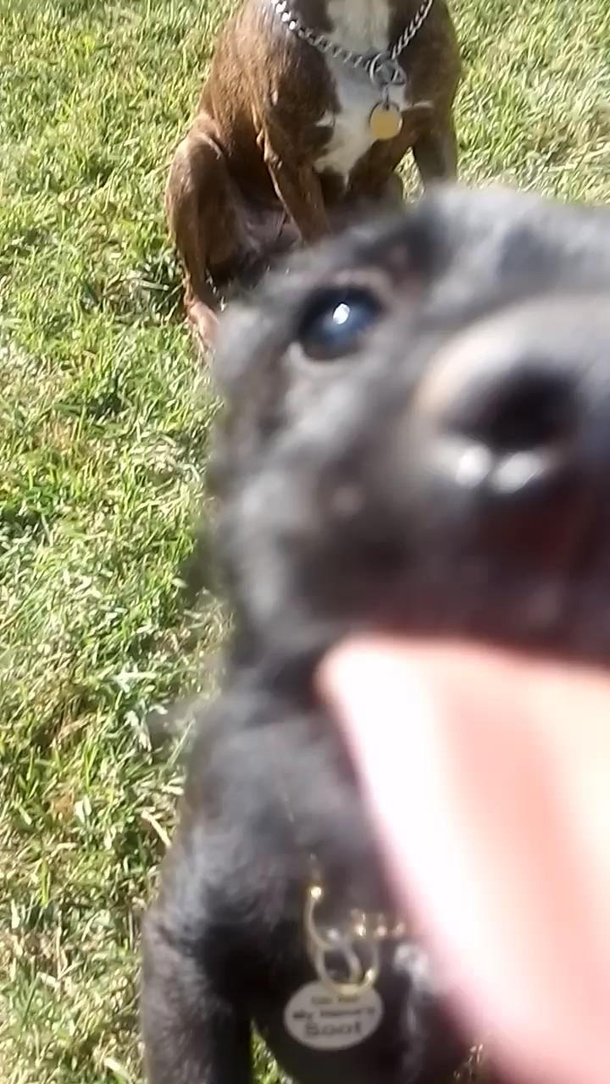 Almost got a sweet pic with new puppy