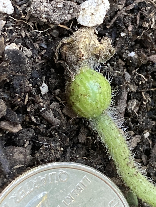 Almost time to harvest my watermelon