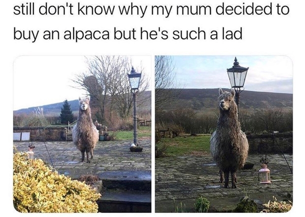 Alpacas are pretty chill