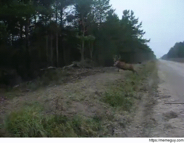 Alpha as fuck - This big buck takes a massive jump over flat land at full speed in a display of masculine prowess and grazes the overhead branches