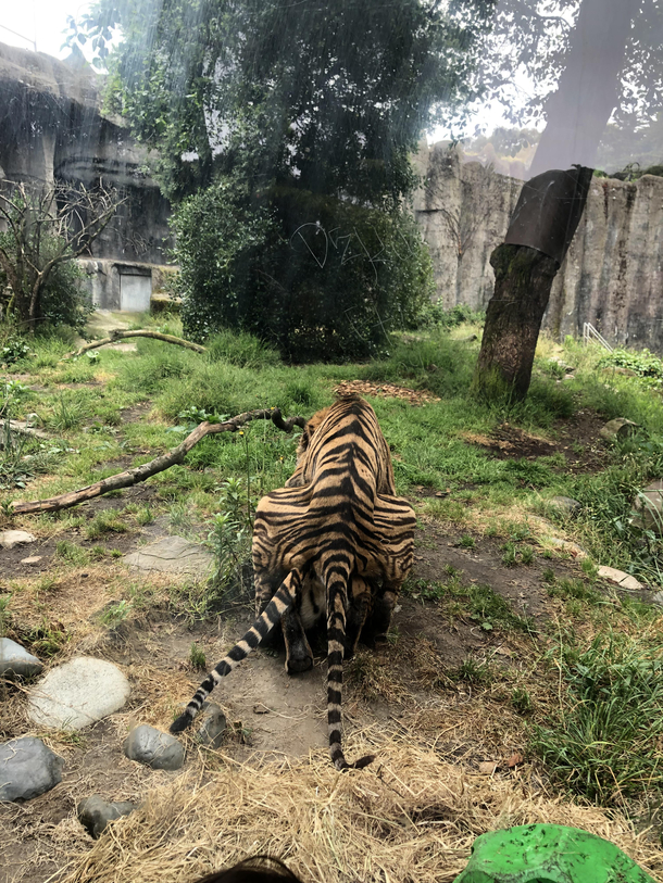 Also took my daugther to the zoo and the tigers were awake