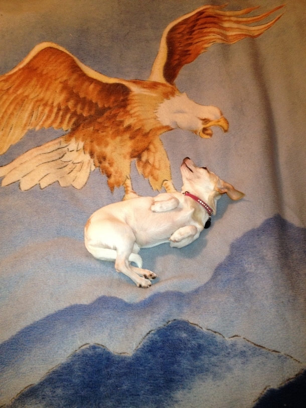 Always thought this blanket was stupid until my girlfriends dog laid down in just the right spot