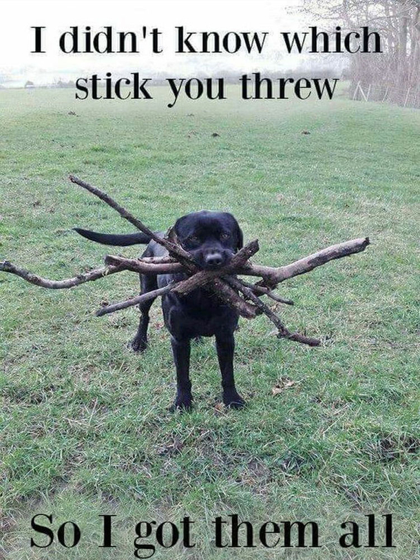Always wants to play