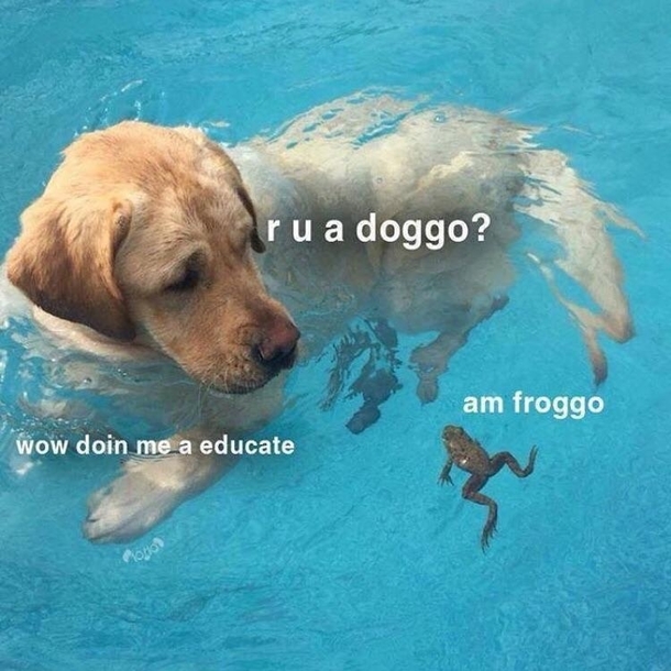 am froggo